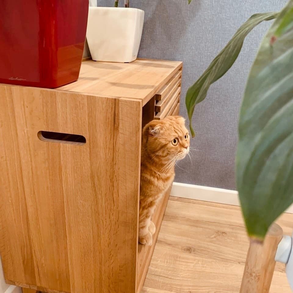 Кошка выглядывает из входа деревянной тумбы Tiger Home
